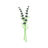 Sketch Flowers Sketch Flowers