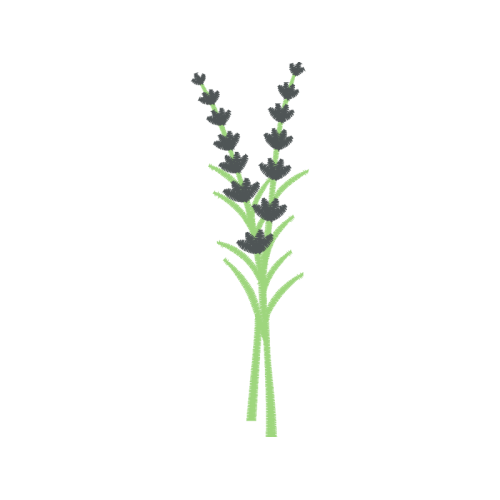 Sketch Flowers Sketch Flowers