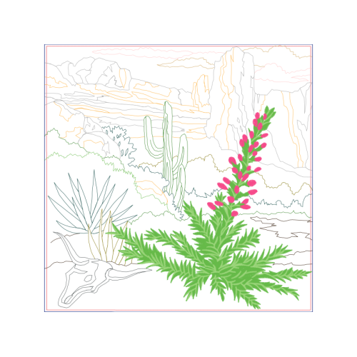 Spider Flower Flowers Spider Flower Flowers