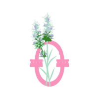 Spider Flower Flowers