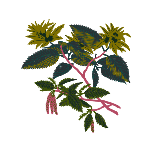 Stock Photography Flowers Stock Photography Flowers