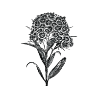 Sweet William Flowers