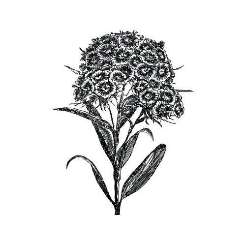 Sweet William Flowers Sweet William Flowers