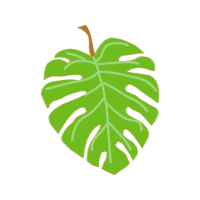 Swiss Cheese Plant Flowers Swiss Cheese Plant Flowers