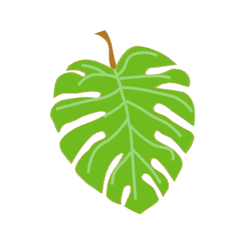 Swiss Cheese Plant Flowers Swiss Cheese Plant Flowers