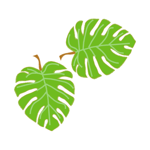 Swiss Cheese Plant Flowers Swiss Cheese Plant Flowers