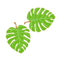 Swiss Cheese Plant Flowers Swiss Cheese Plant Flowers