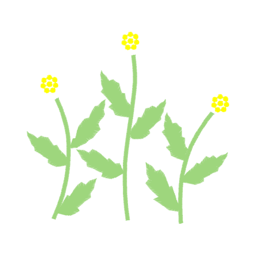 Tansy Flowers Tansy Flowers