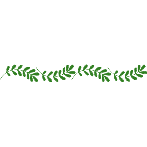 Thuya Flowers Thuya Flowers