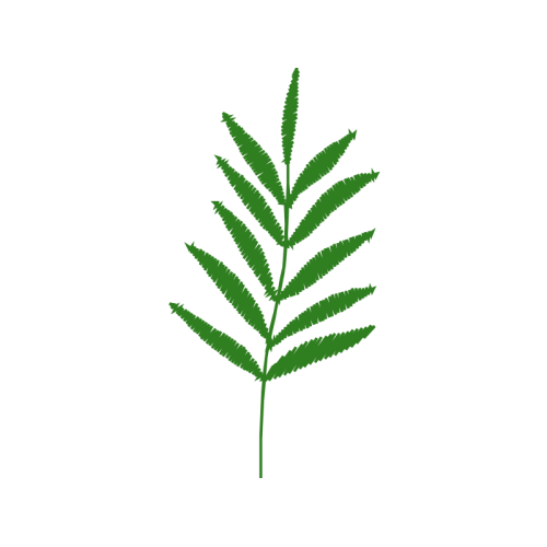 Tree Flowers Tree Flowers