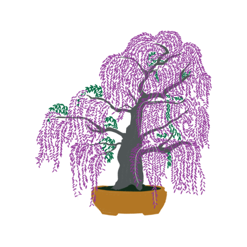 Tree Flowers Tree Flowers