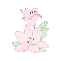 Tulip Flowers Tulip Flowers