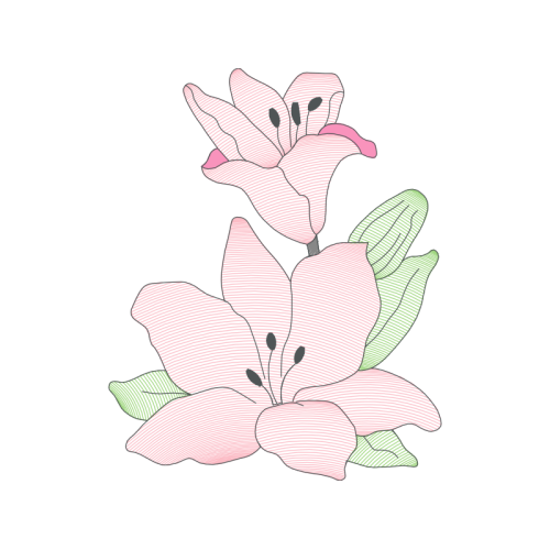 Tulip Flowers Tulip Flowers