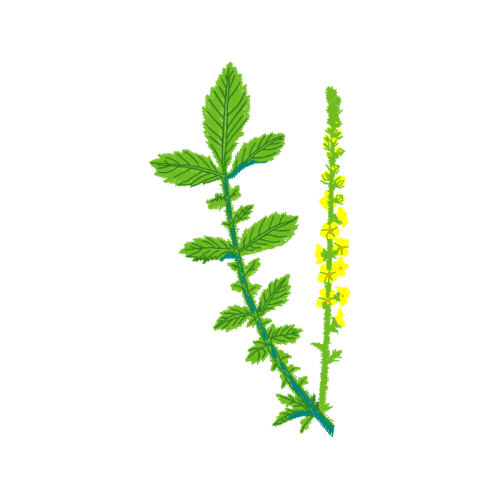 Twig M Flowers Twig M Flowers