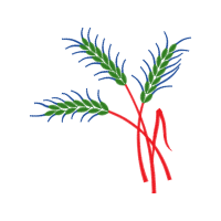 Twig M Flowers Twig M Flowers