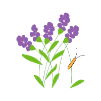 Vervain Flowers Vervain Flowers