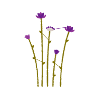 Vervain Flowers Vervain Flowers