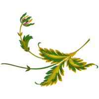 Vervain Flowers Vervain Flowers