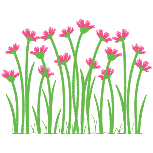 Vetiver Flowers Vetiver Flowers