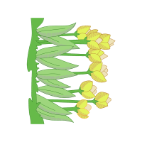 Water Plantains Flowers Water Plantains Flowers