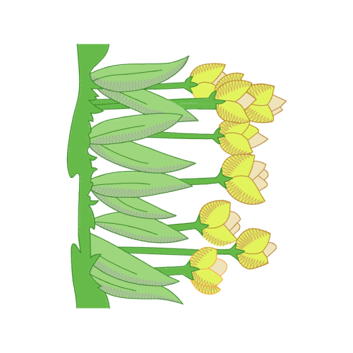 Water Plantains Flowers Water Plantains Flowers