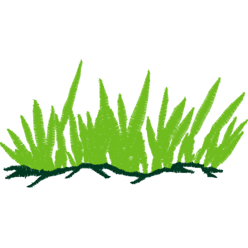 Algae Flowers Algae Flowers