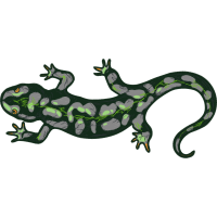 Blue Tongued Skinks Flowers Blue Tongued Skinks Flowers