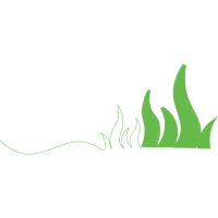 Grass Flowers Grass Flowers