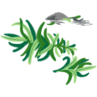 Illustration Flowers Illustration Flowers