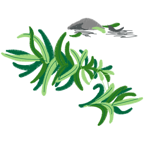 Illustration Flowers Illustration Flowers