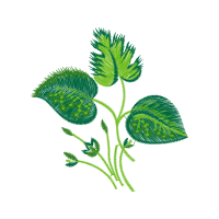 Illustration Flowers