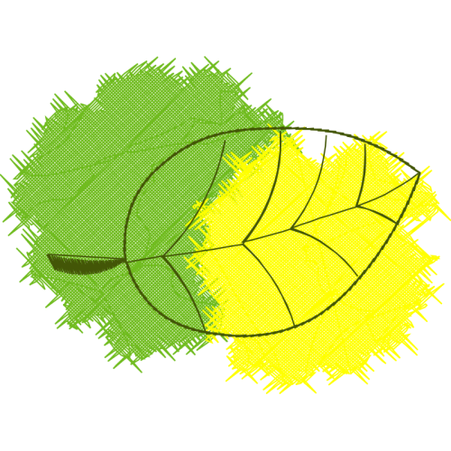 Lime Flowers Lime Flowers