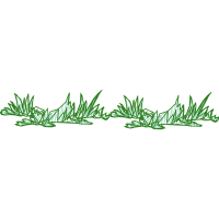 Night Flowers Night Flowers