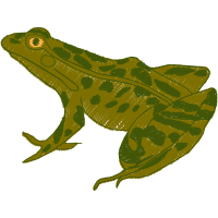 Saltwater Crocodile Flowers Saltwater Crocodile Flowers