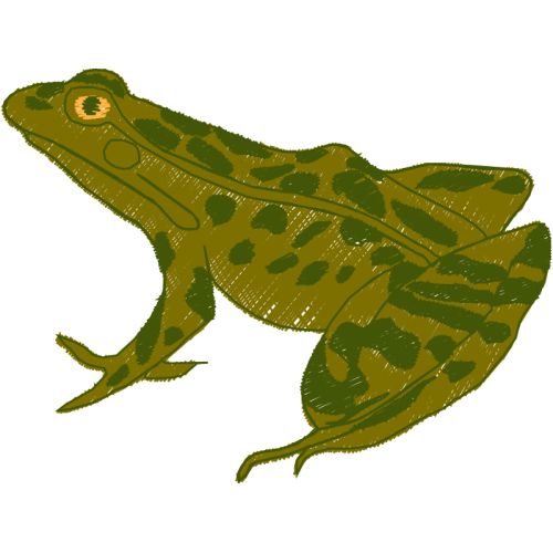 Saltwater Crocodile Flowers Saltwater Crocodile Flowers