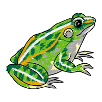 Toads Flowers Toads Flowers