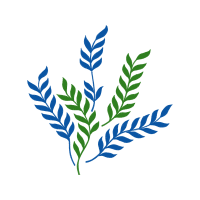 Laurel Wreath Flowers Laurel Wreath Flowers