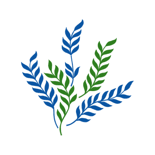 Laurel Wreath Flowers Laurel Wreath Flowers