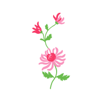 Caesalpinia Hobbies Caesalpinia Hobbies