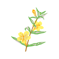 Caesalpinia Hobbies Caesalpinia Hobbies