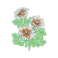 Chrysanthemum Hobbies