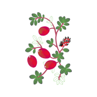 Flower Hobbies Flower Hobbies