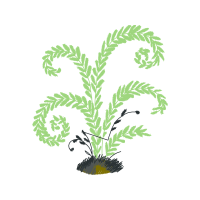 Ostrich Fern Hobbies