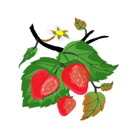 Seedless Fruit Hobbies