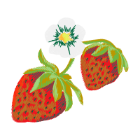 Strawberry Hobbies Strawberry Hobbies