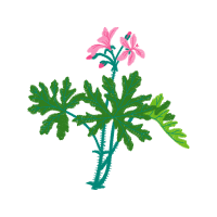 Sweet Scented Geranium Hobbies Sweet Scented Geranium Hobbies