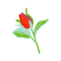 Tulip Hobbies Tulip Hobbies