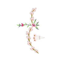 White Heath Aster Hobbies White Heath Aster Hobbies