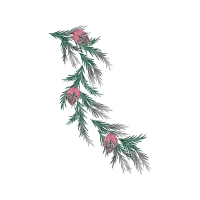 Shortleaf Pine Christmas