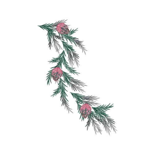 Shortleaf Pine Christmas Shortleaf Pine Christmas